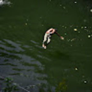 Meet your Posher, Jackson